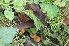 mushrooms growing in rotten wood les guis virlet puy de dome france stand alone renewable energy farm solar panels wind turbines copyright free photo royalty free photo
