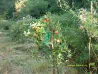 apples!